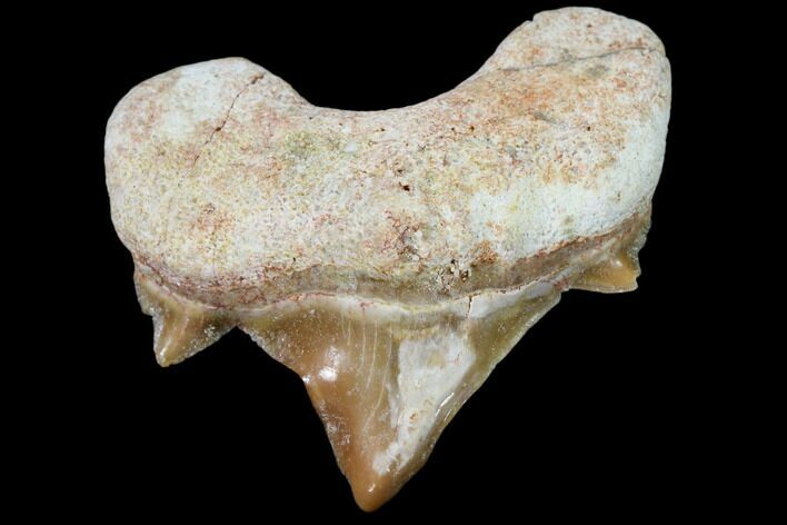 Pathological Shark (Otodus)Tooth - Morocco #108270